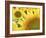 Summer Sunflowers in Tuscany, Italy-Michele Molinari-Framed Photographic Print