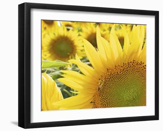 Summer Sunflowers in Tuscany, Italy-Michele Molinari-Framed Photographic Print