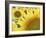 Summer Sunflowers in Tuscany, Italy-Michele Molinari-Framed Photographic Print