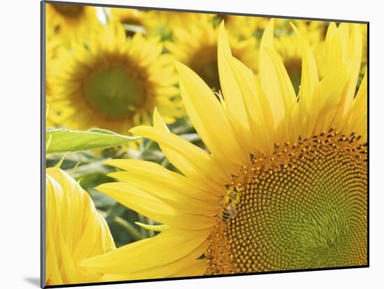 Summer Sunflowers in Tuscany, Italy-Michele Molinari-Mounted Photographic Print