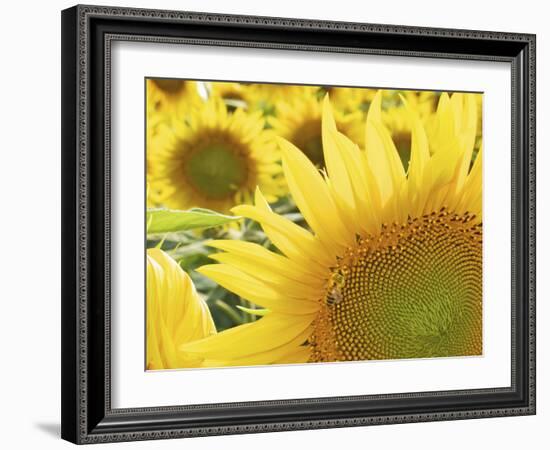 Summer Sunflowers in Tuscany, Italy-Michele Molinari-Framed Photographic Print