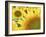 Summer Sunflowers in Tuscany, Italy-Michele Molinari-Framed Photographic Print