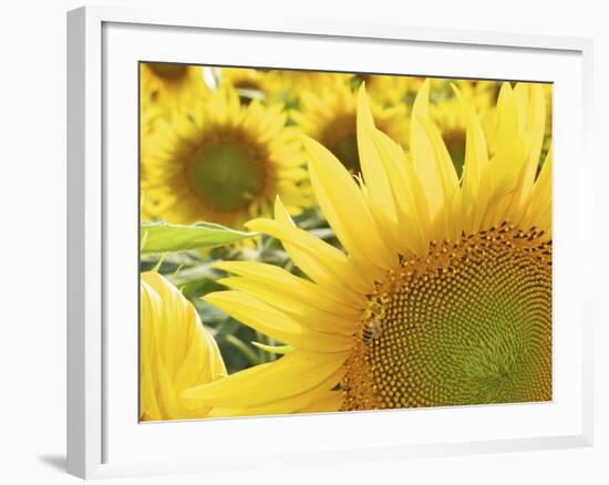 Summer Sunflowers in Tuscany, Italy-Michele Molinari-Framed Photographic Print