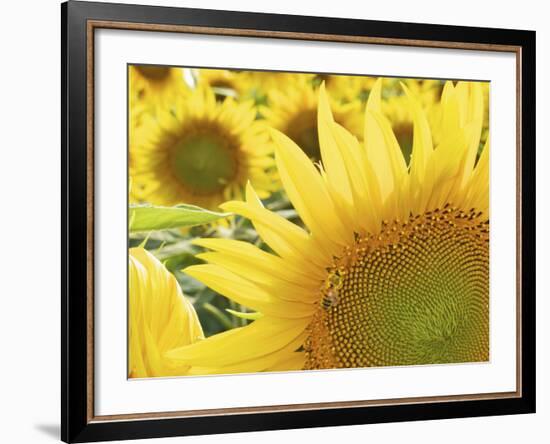 Summer Sunflowers in Tuscany, Italy-Michele Molinari-Framed Photographic Print