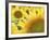 Summer Sunflowers in Tuscany, Italy-Michele Molinari-Framed Photographic Print