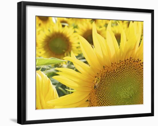 Summer Sunflowers in Tuscany, Italy-Michele Molinari-Framed Photographic Print