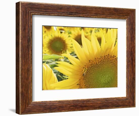 Summer Sunflowers in Tuscany, Italy-Michele Molinari-Framed Photographic Print