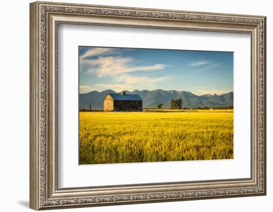 Summer Sunset with an Old Barn and a Rye Field in Rural Montana with Rocky Mountains in the Backgro-Nick Fox-Framed Photographic Print