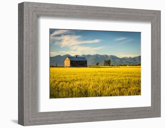 Summer Sunset with an Old Barn and a Rye Field in Rural Montana with Rocky Mountains in the Backgro-Nick Fox-Framed Photographic Print