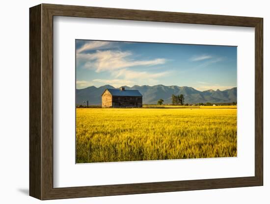 Summer Sunset with an Old Barn and a Rye Field in Rural Montana with Rocky Mountains in the Backgro-Nick Fox-Framed Photographic Print