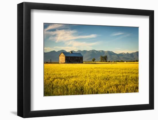 Summer Sunset with an Old Barn and a Rye Field in Rural Montana with Rocky Mountains in the Backgro-Nick Fox-Framed Photographic Print