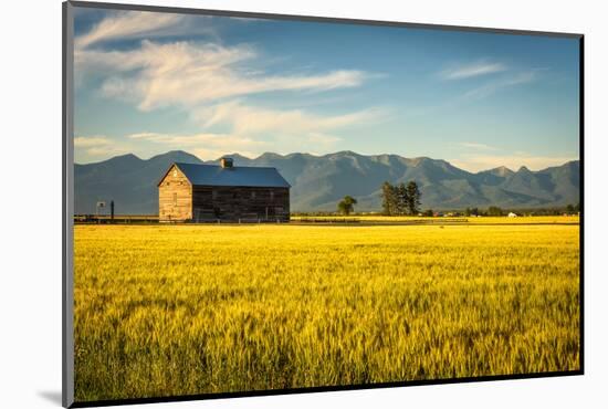 Summer Sunset with an Old Barn and a Rye Field in Rural Montana with Rocky Mountains in the Backgro-Nick Fox-Mounted Photographic Print