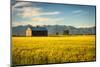 Summer Sunset with an Old Barn and a Rye Field in Rural Montana with Rocky Mountains in the Backgro-Nick Fox-Mounted Photographic Print