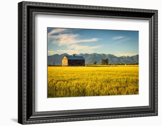 Summer Sunset with an Old Barn and a Rye Field in Rural Montana with Rocky Mountains in the Backgro-Nick Fox-Framed Photographic Print