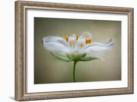 Summer Swirl-Mandy Disher-Framed Photographic Print