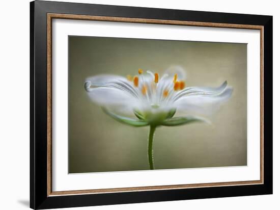 Summer Swirl-Mandy Disher-Framed Photographic Print