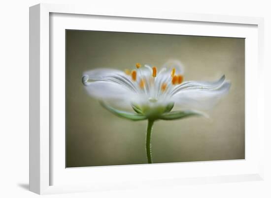 Summer Swirl-Mandy Disher-Framed Photographic Print