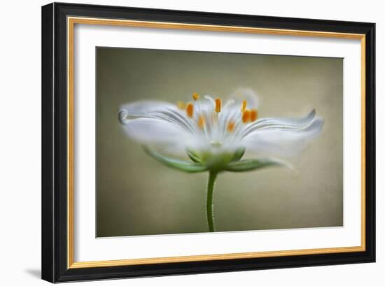 Summer Swirl-Mandy Disher-Framed Photographic Print