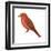 Summer Tanager (Piranga Rubra), Birds-Encyclopaedia Britannica-Framed Art Print