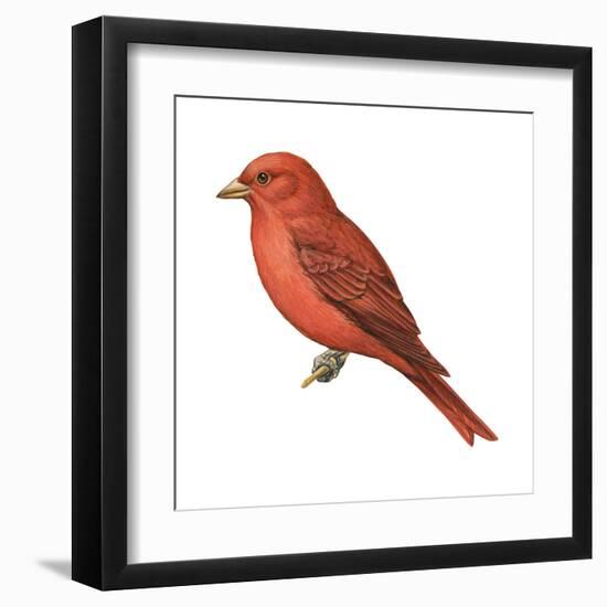 Summer Tanager (Piranga Rubra), Birds-Encyclopaedia Britannica-Framed Art Print