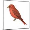 Summer Tanager (Piranga Rubra), Birds-Encyclopaedia Britannica-Mounted Art Print