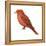 Summer Tanager (Piranga Rubra), Birds-Encyclopaedia Britannica-Framed Stretched Canvas