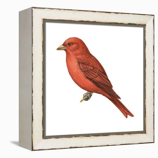 Summer Tanager (Piranga Rubra), Birds-Encyclopaedia Britannica-Framed Stretched Canvas