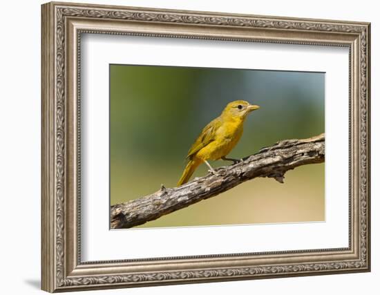 Summer Tanager (Piranga Rubra) Female Perched, Texas, USA-Larry Ditto-Framed Photographic Print