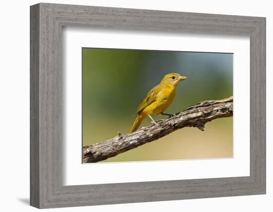 Summer Tanager (Piranga Rubra) Female Perched, Texas, USA-Larry Ditto-Framed Photographic Print