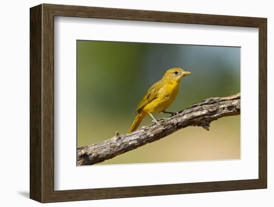 Summer Tanager (Piranga Rubra) Female Perched, Texas, USA-Larry Ditto-Framed Photographic Print