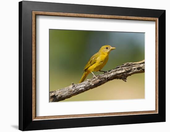 Summer Tanager (Piranga Rubra) Female Perched, Texas, USA-Larry Ditto-Framed Photographic Print