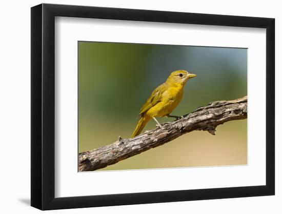 Summer Tanager (Piranga Rubra) Female Perched, Texas, USA-Larry Ditto-Framed Photographic Print