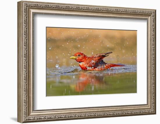 Summer Tanager (Piranga Rubra) Male Bathing, Texas, USA-Larry Ditto-Framed Photographic Print