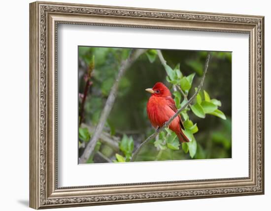 Summer Tanager (Piranga rubra) perched-Larry Ditto-Framed Photographic Print