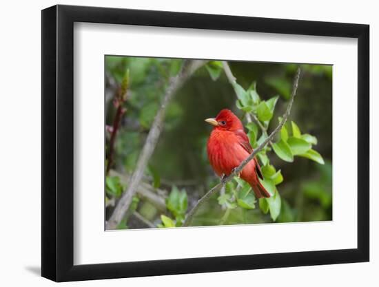 Summer Tanager (Piranga rubra) perched-Larry Ditto-Framed Photographic Print