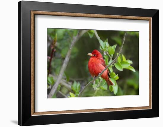 Summer Tanager (Piranga rubra) perched-Larry Ditto-Framed Photographic Print