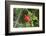 Summer Tanager (Piranga rubra) perched-Larry Ditto-Framed Photographic Print