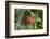 Summer Tanager (Piranga rubra) perched-Larry Ditto-Framed Photographic Print