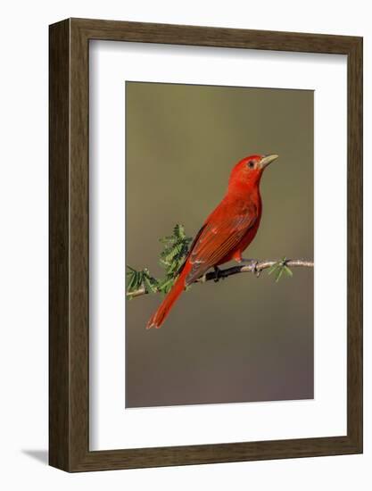 Summer tanager, Rio Grande Valley, Texas-Adam Jones-Framed Photographic Print