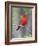 Summer Tanager, Texas, USA-Larry Ditto-Framed Photographic Print