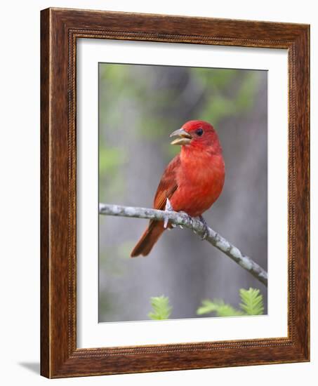 Summer Tanager, Texas, USA-Larry Ditto-Framed Photographic Print