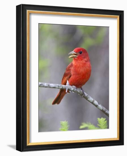 Summer Tanager, Texas, USA-Larry Ditto-Framed Photographic Print