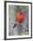 Summer Tanager, Texas, USA-Larry Ditto-Framed Photographic Print