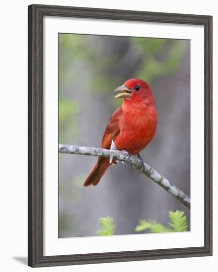 Summer Tanager, Texas, USA-Larry Ditto-Framed Photographic Print