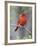 Summer Tanager, Texas, USA-Larry Ditto-Framed Photographic Print