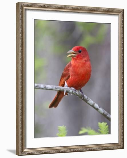 Summer Tanager, Texas, USA-Larry Ditto-Framed Photographic Print