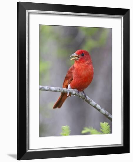 Summer Tanager, Texas, USA-Larry Ditto-Framed Photographic Print