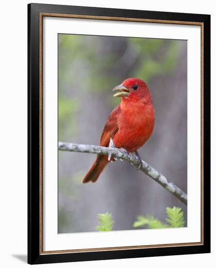 Summer Tanager, Texas, USA-Larry Ditto-Framed Photographic Print