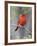 Summer Tanager, Texas, USA-Larry Ditto-Framed Photographic Print