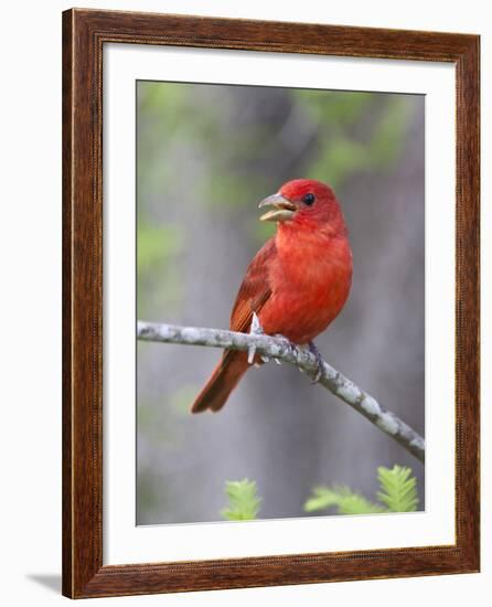 Summer Tanager, Texas, USA-Larry Ditto-Framed Photographic Print